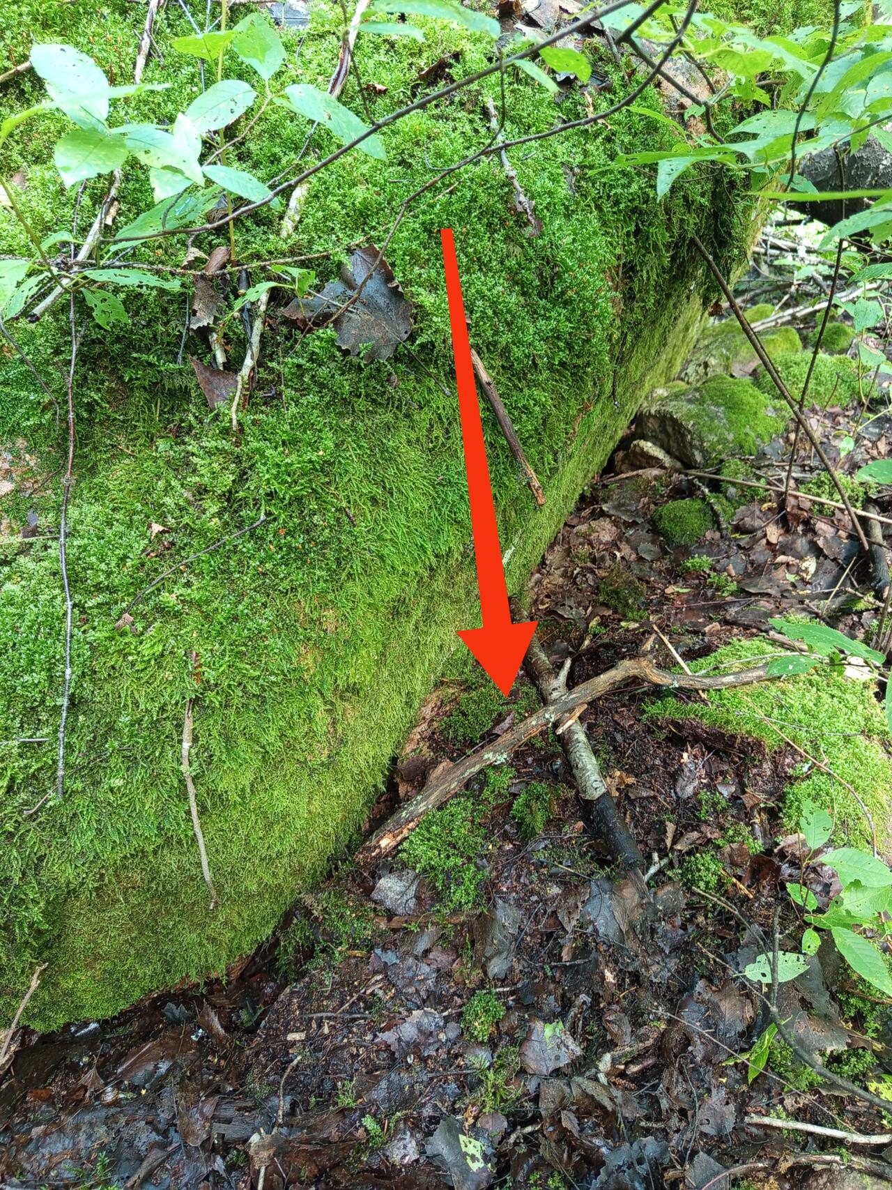 Крупный план. Контейнер спрятан рядом с большим валуном, сверху прикрыт камнем. Сличайте общий план из описания тайника с этой фотографией, и всё найдётся!