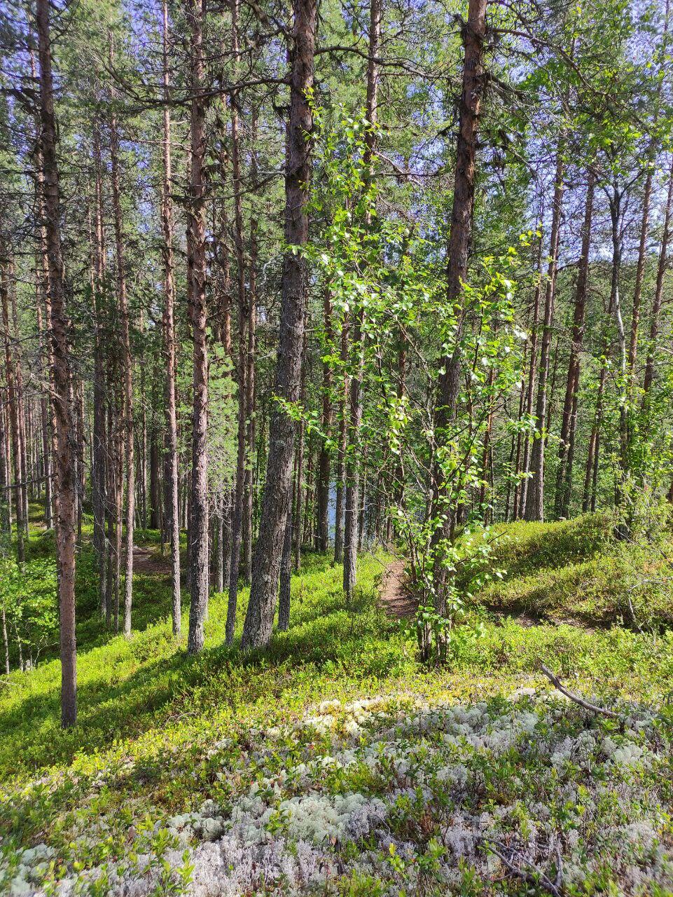 Лес на острове