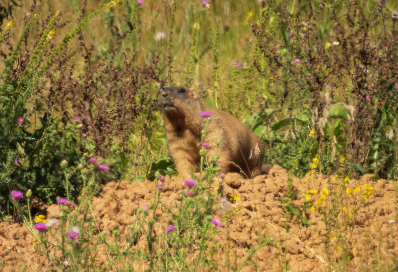 Без подписи