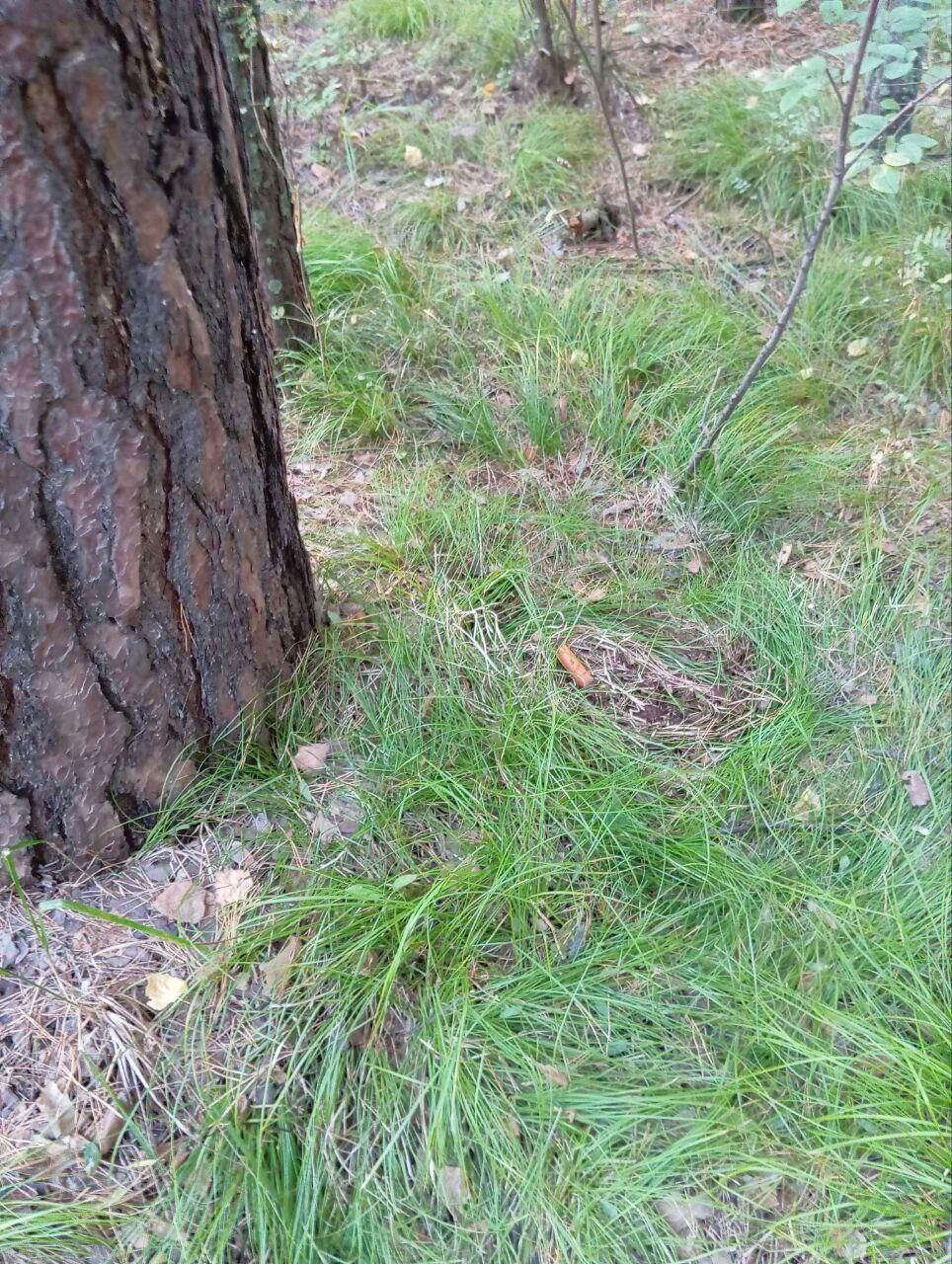 Без подписи