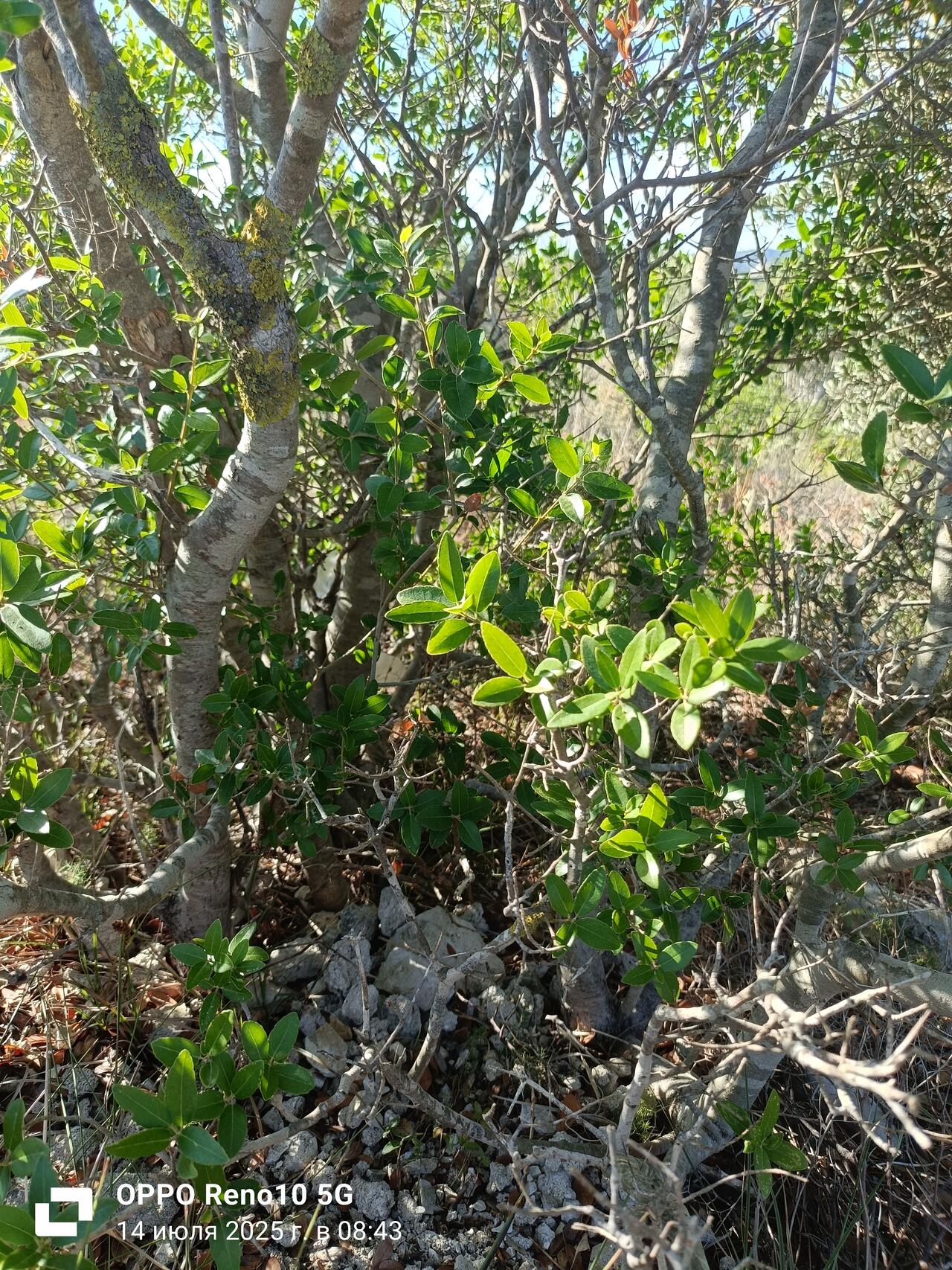 Ну и фото "геокешерской кучки", наложенной у ствола дерева.