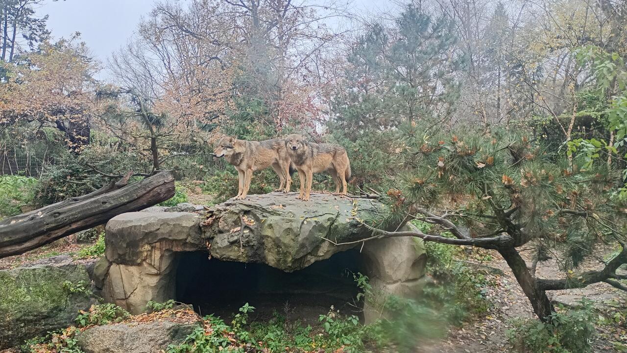 Без подписи