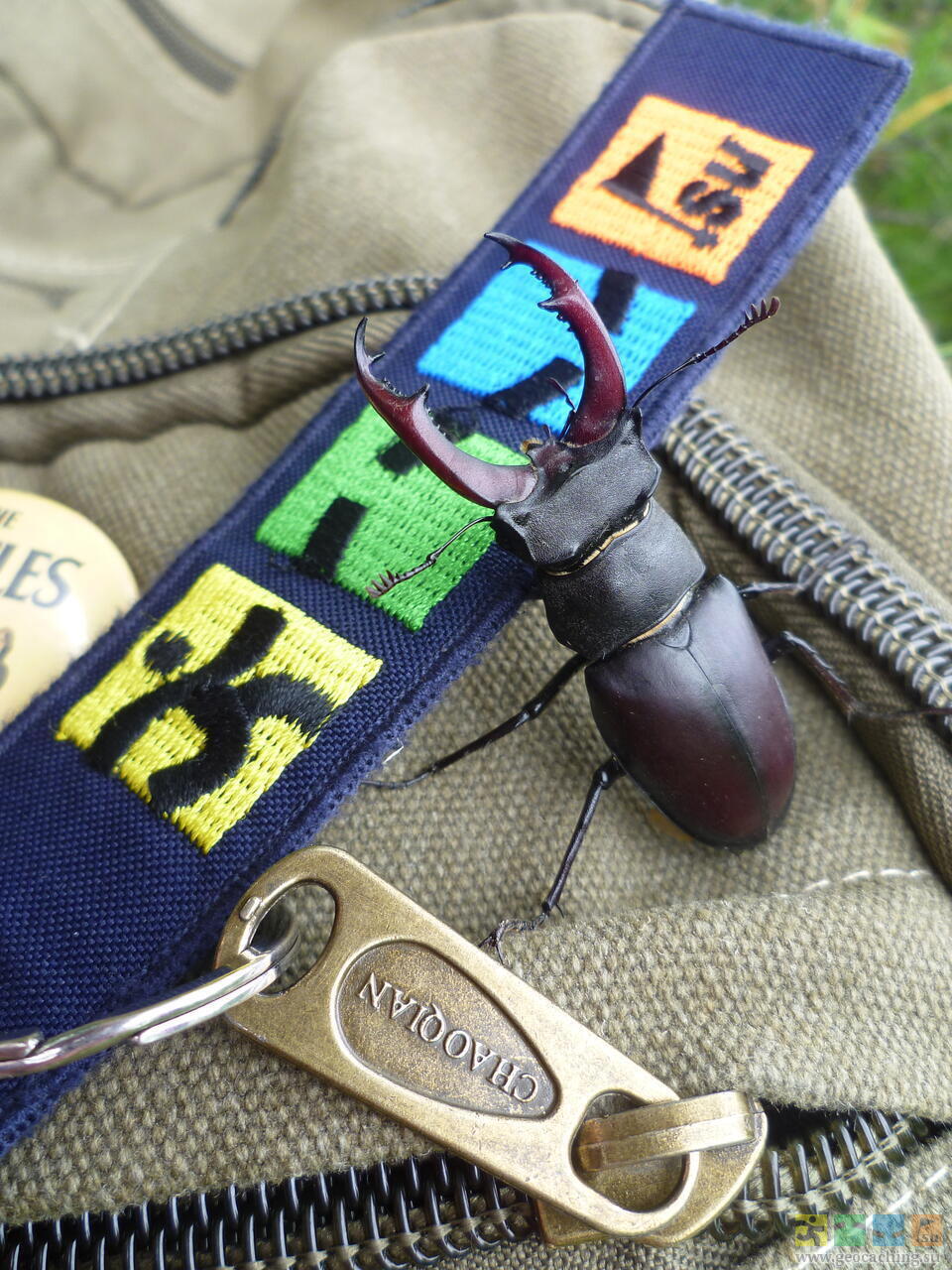 Олень (Жень-Шень)