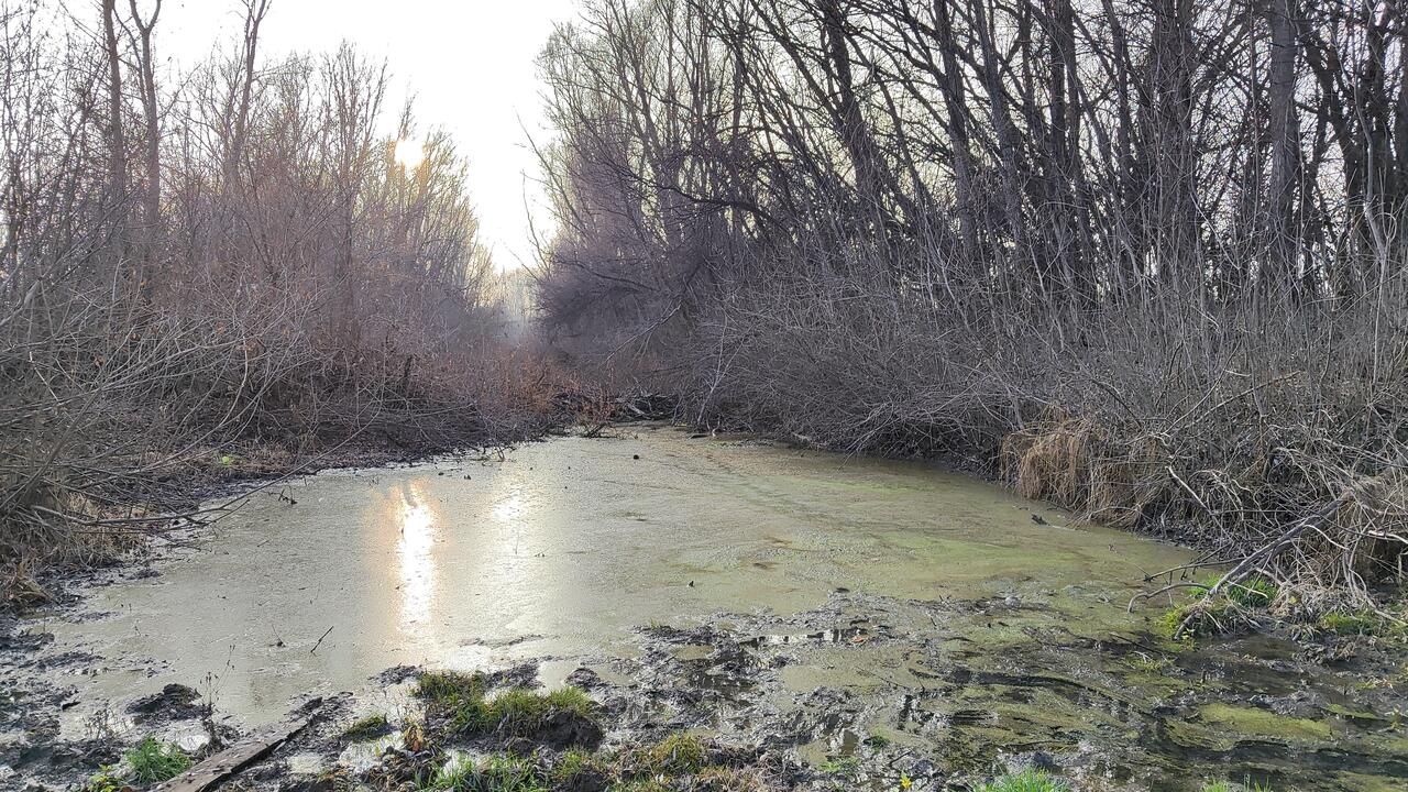 Великолепное царство лягушек