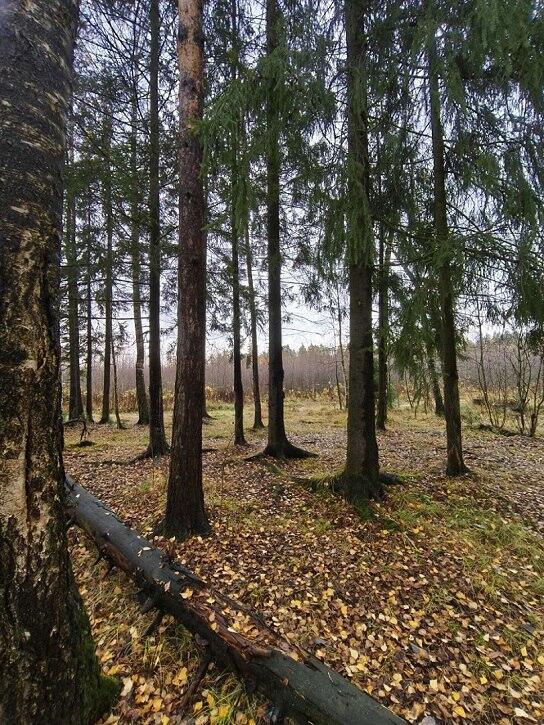 Без подписи