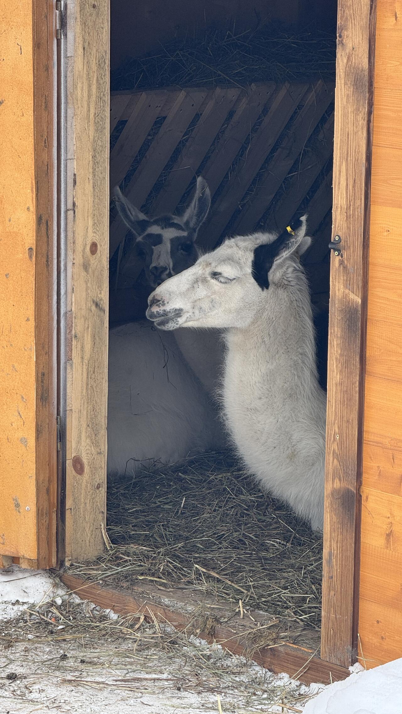 Без подписи