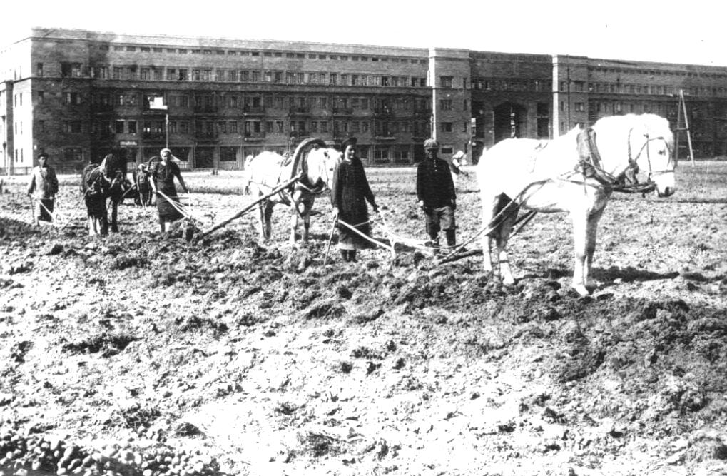 Фото 7. Посадка картофеля перед домом, 1940-1945 года