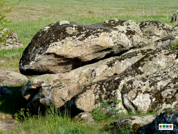 каменная Ящерица