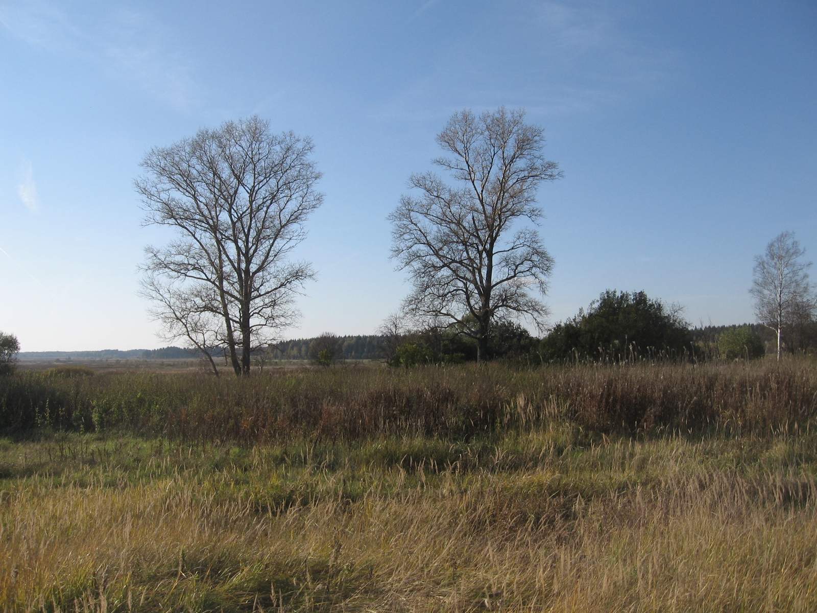 Девицкое (нежил.)