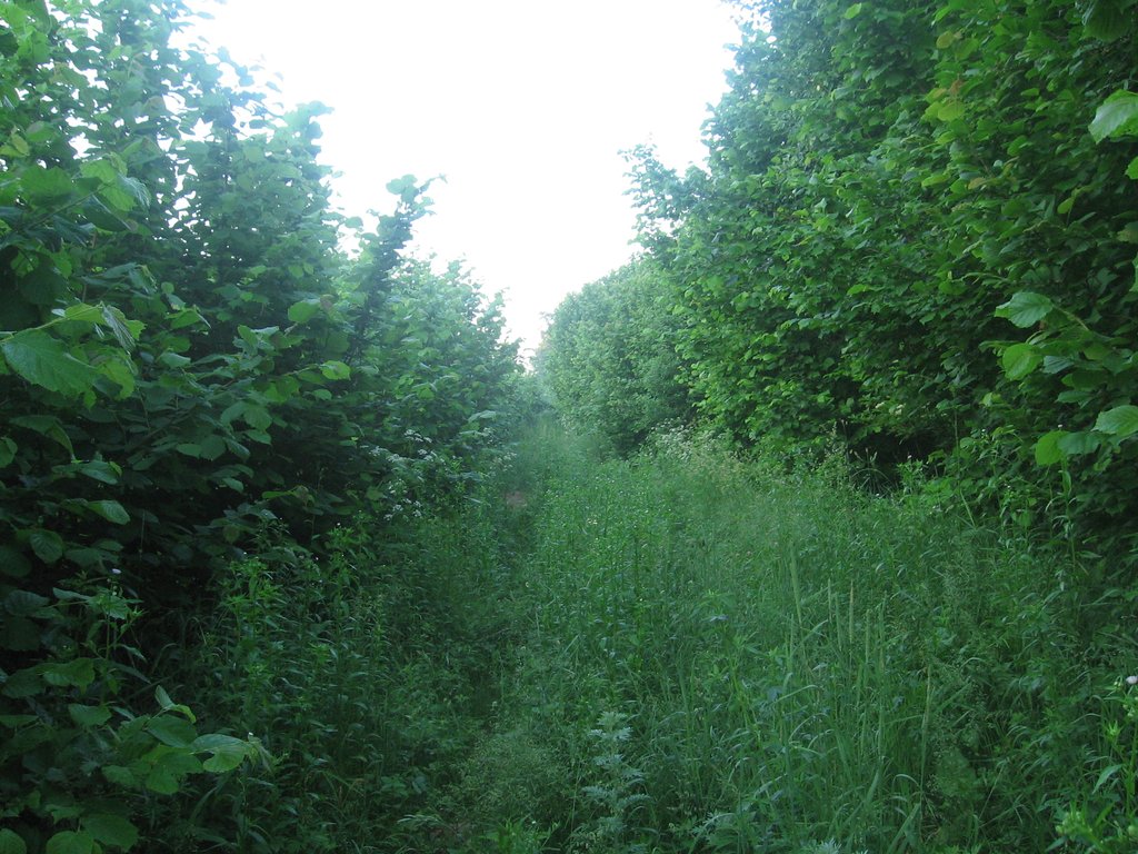 Лесная дорога к памятнику