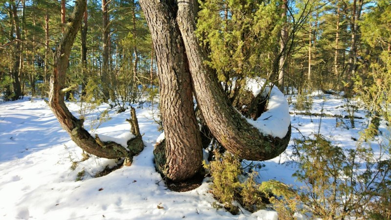 Без подписи