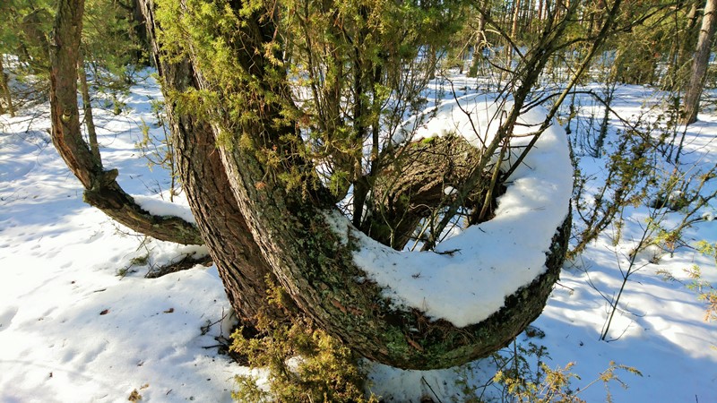 Без подписи