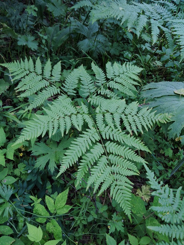 Без подписи