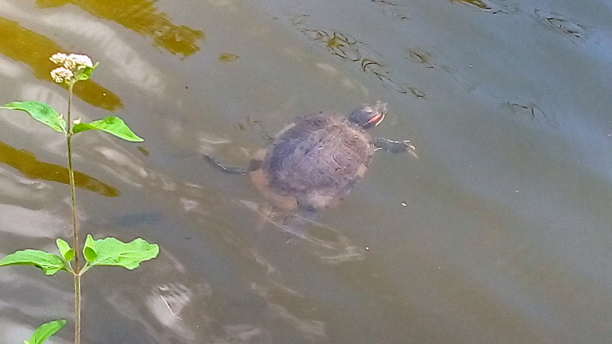 Без подписи