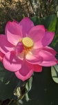 Лотос цветет