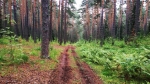 Тропа наверх
