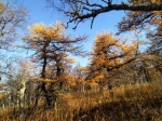 Без подписи