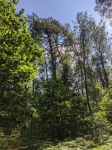 Сосна, под которой спрятан тайник