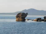 Черепаха