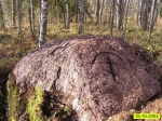 Без подписи