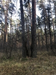 дерево с тайником.