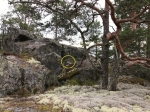 Ветки-раскоряки