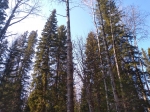 Елбанские Ельники