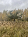 То самое дерево