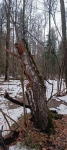 Без подписи