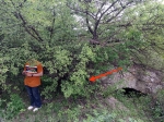 Дерево