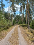 Лесная дорога
