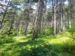 красивый лес