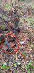 В корнях дерева