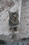 Крепостные коты часто косоглазенькие)))