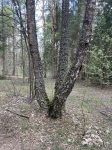 Без подписи