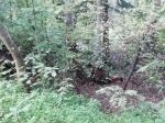 место закладки , вид с тропинки