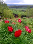 Без подписи
