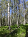 Без подписи