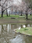 3 черепахи(одна нырнула), ука и 4 цапли