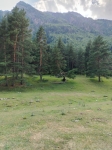 Танцующая сосна. 
