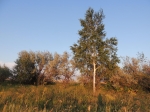 Лох левее берёзы