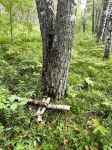 Без подписи