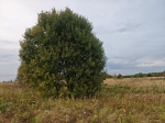 Без подписи