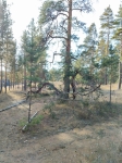 Без подписи
