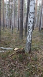 Внешний вид бывшего двойного дерева по состоянию на октябрь 2025 года