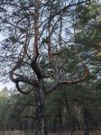 Маленький осьминожка