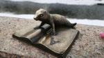 Без подписи