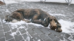 Без подписи