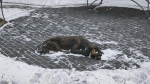 Без подписи