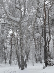 Ведьмина берёза